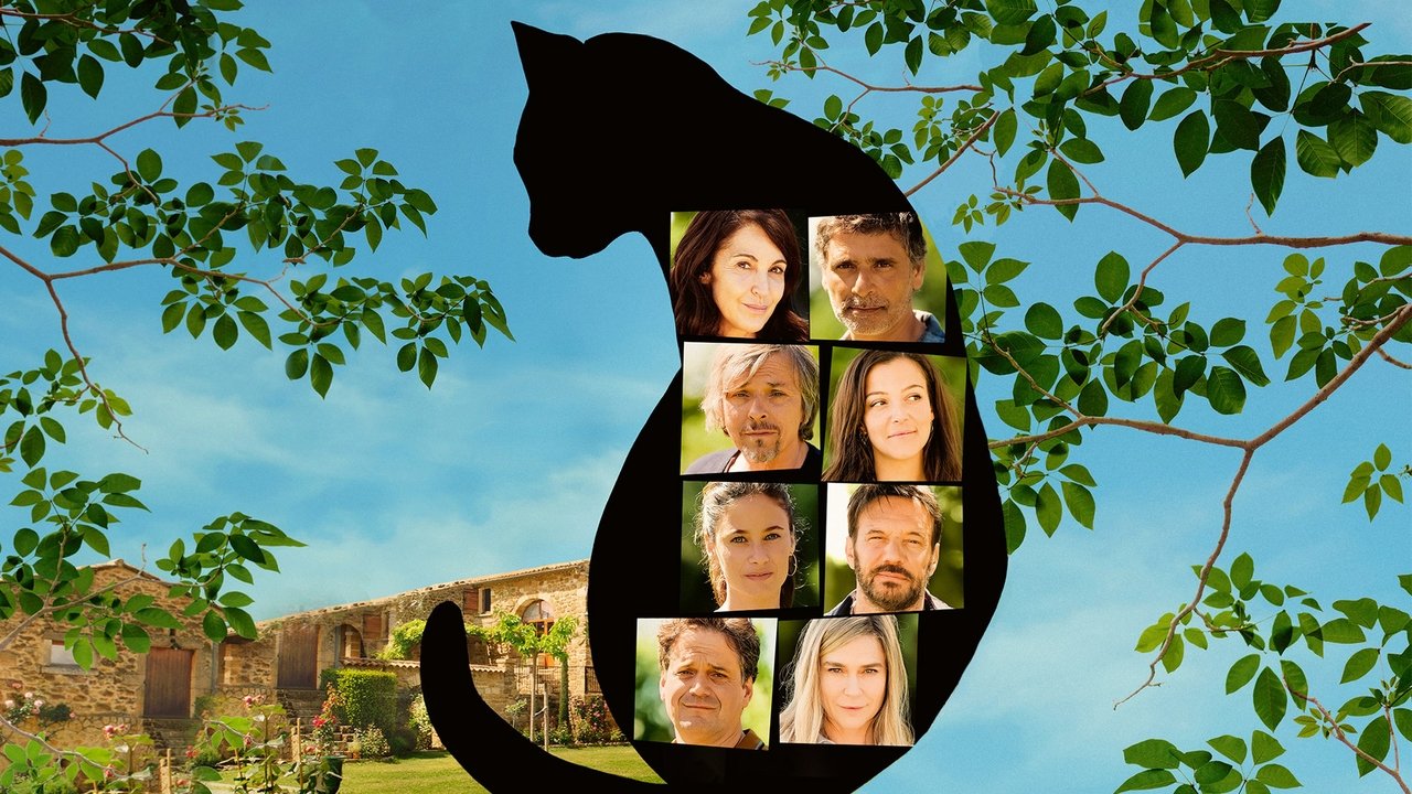 All Because of the Cat