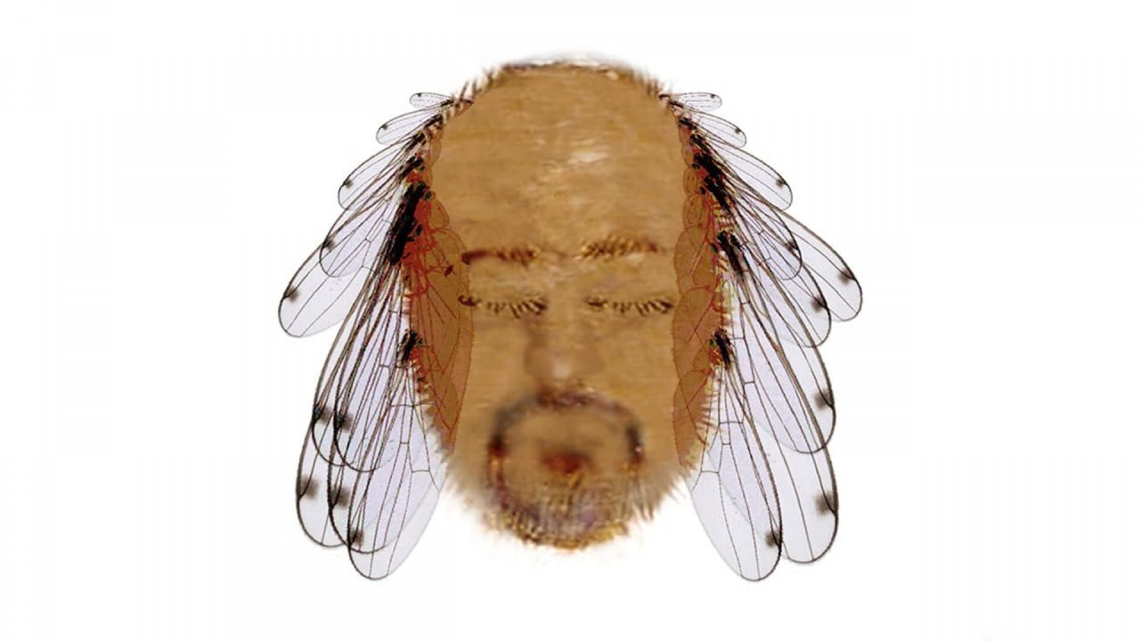 Bill Bailey: Tinselworm