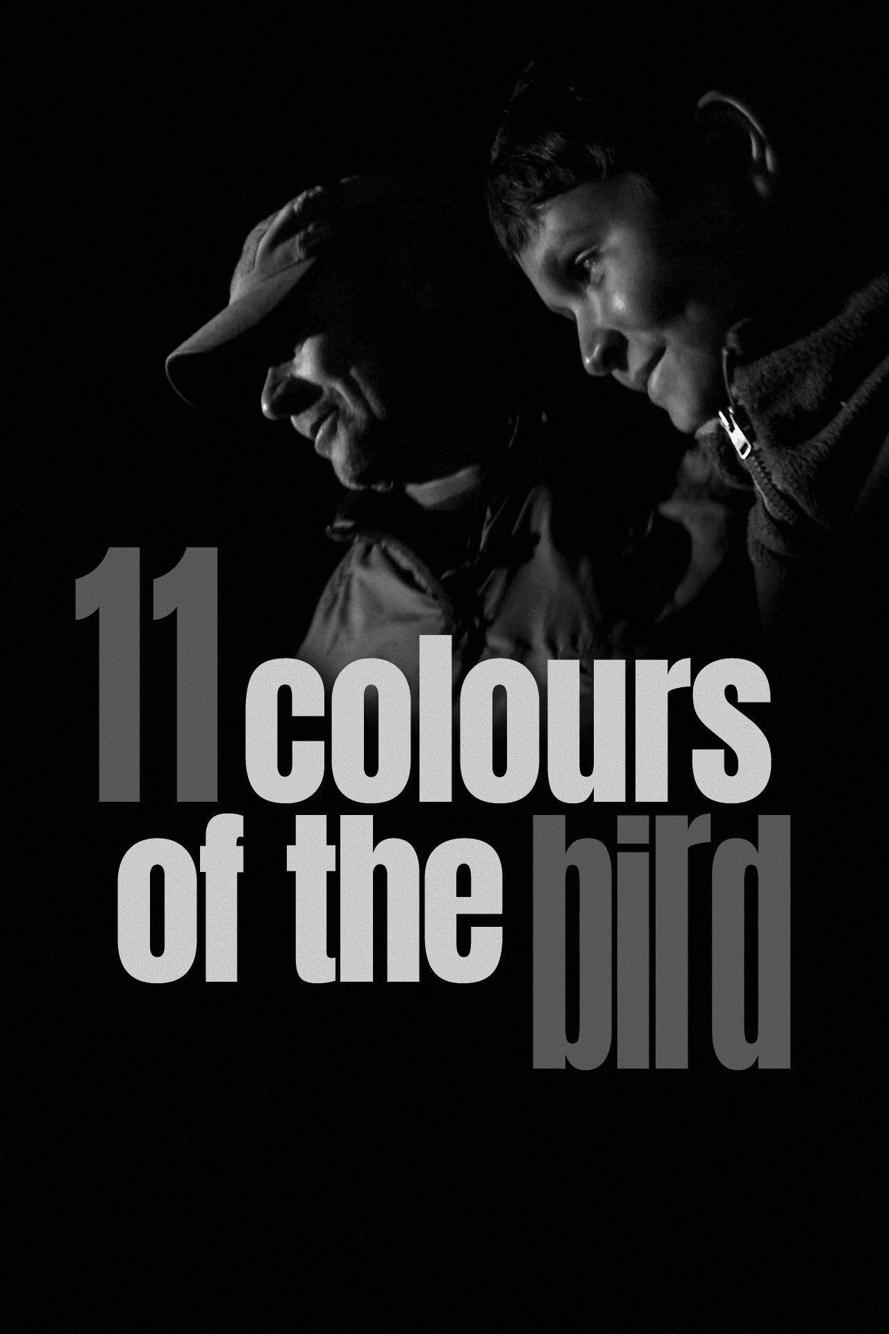 11 Colours of the Bird photo