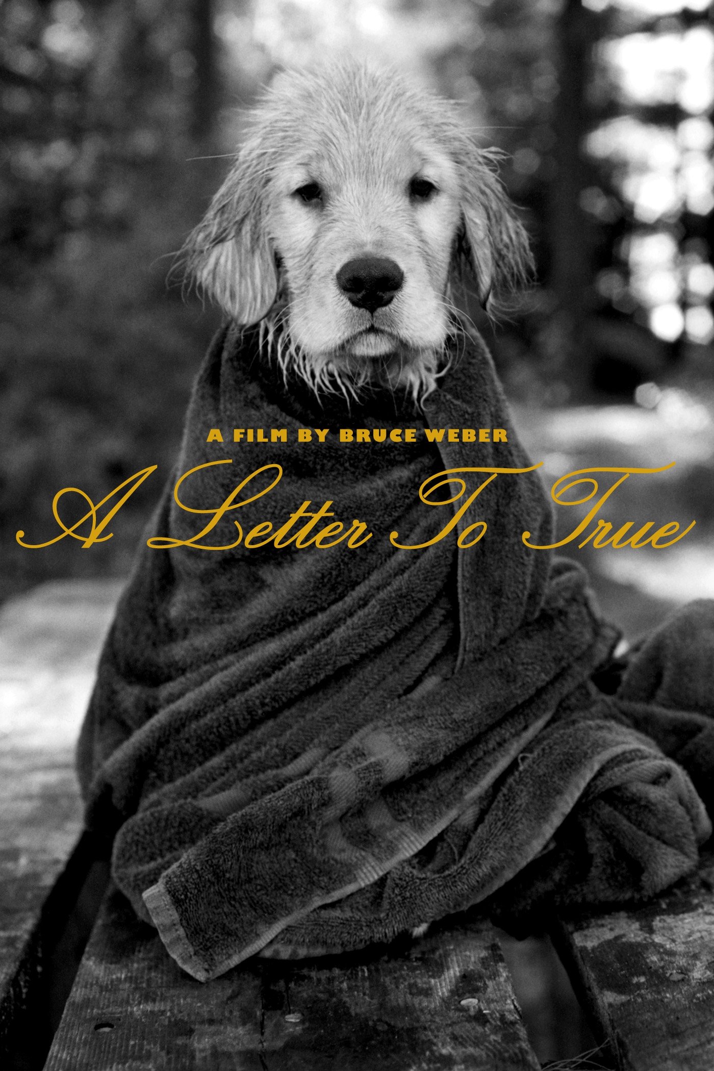 A Letter to True photo