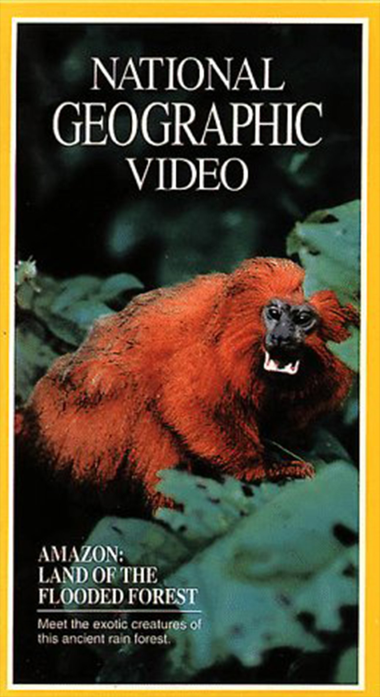 Amazon: Land of the Flooded Forest photo