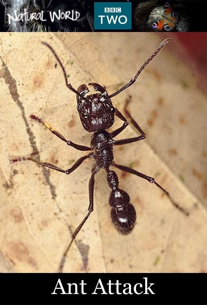 Ant Attack photo