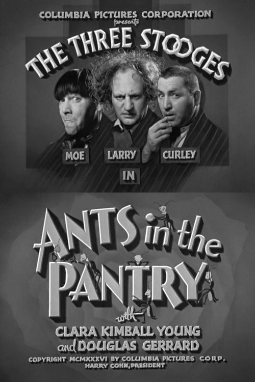 Ants in the Pantry photo