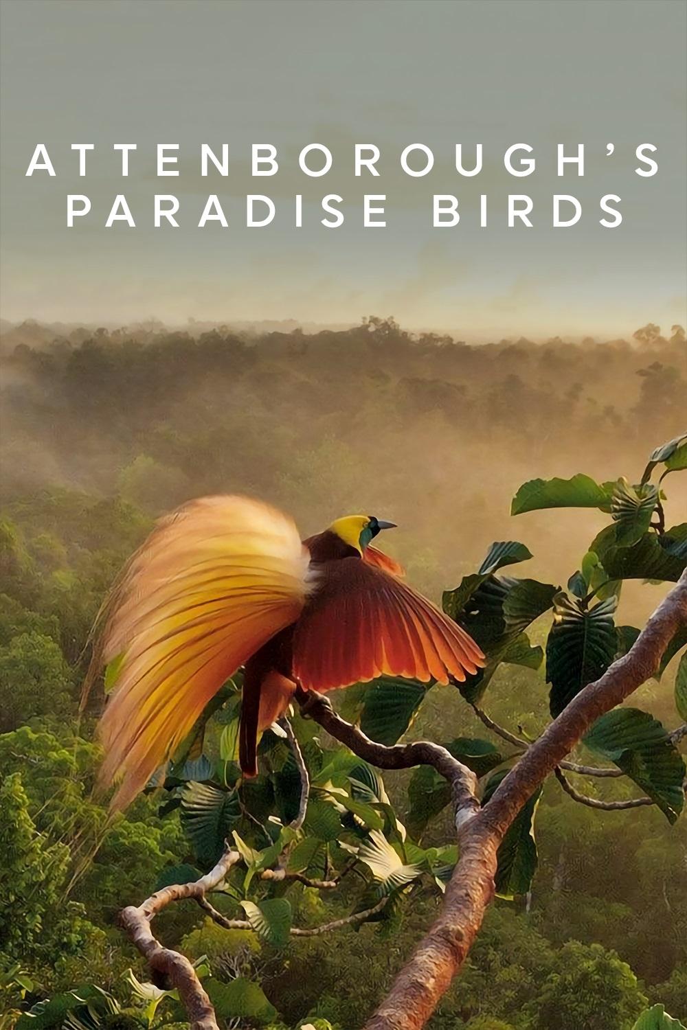 Attenborough's Paradise Birds photo