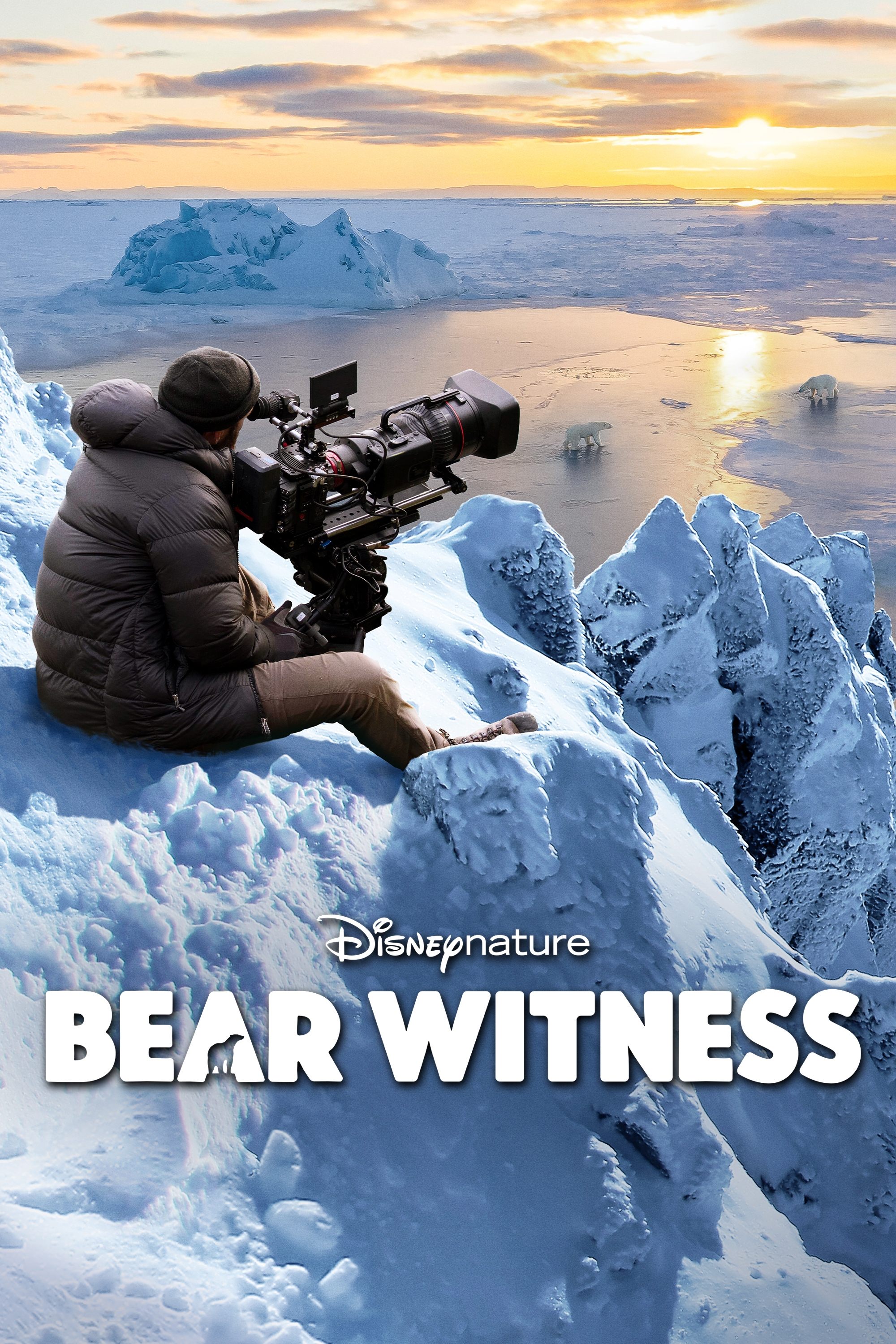 Bear Witness photo