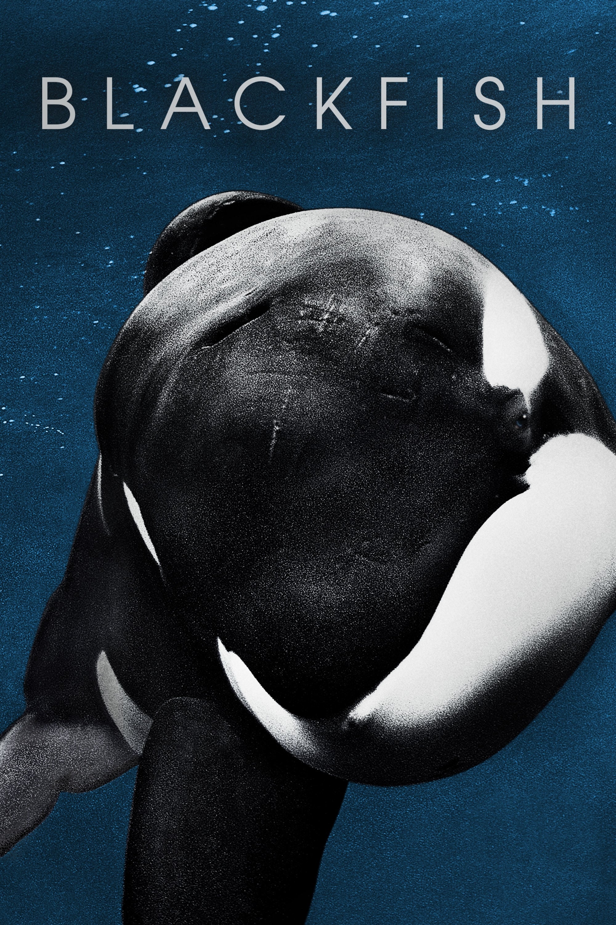 Blackfish photo