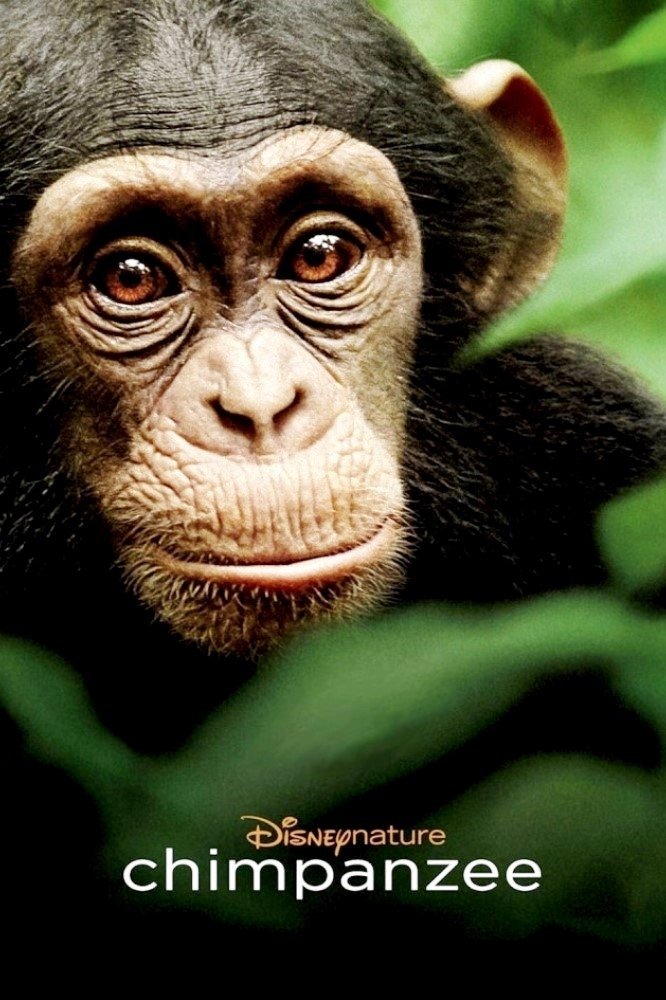 Chimpanzee photo