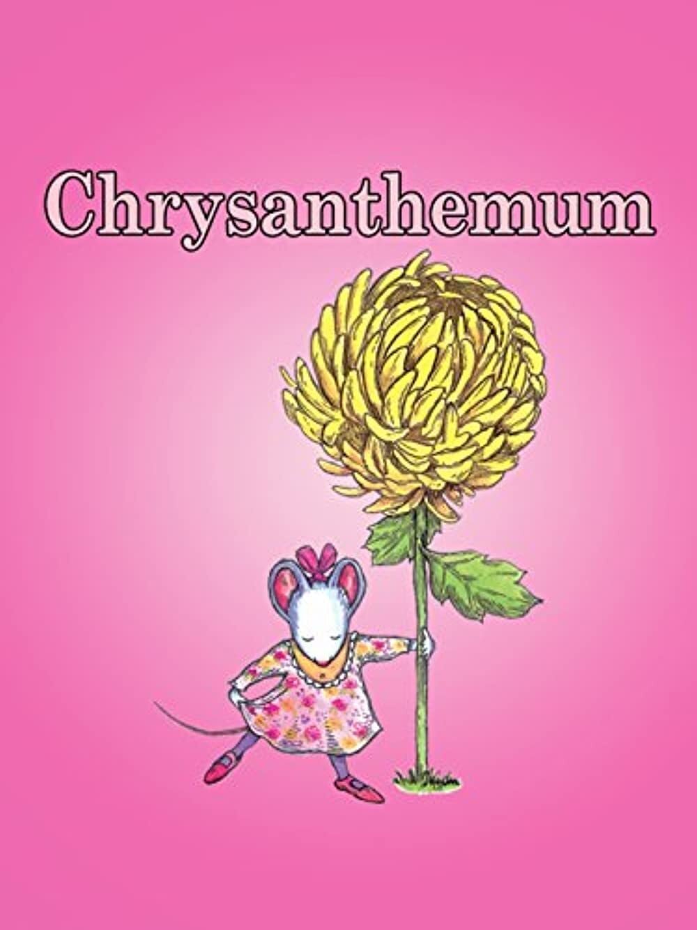 Chrysanthemum photo