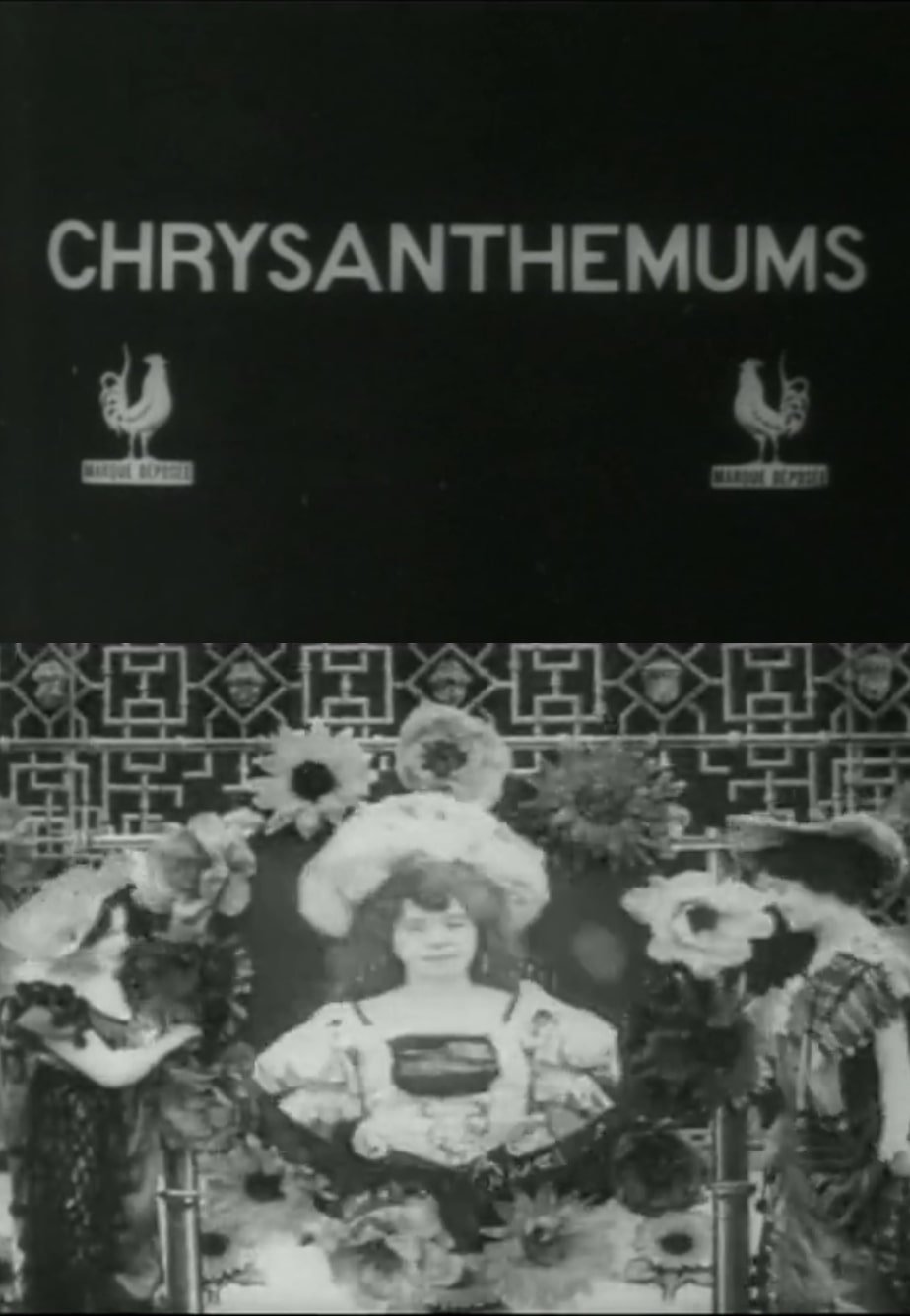 Chrysanthemums photo