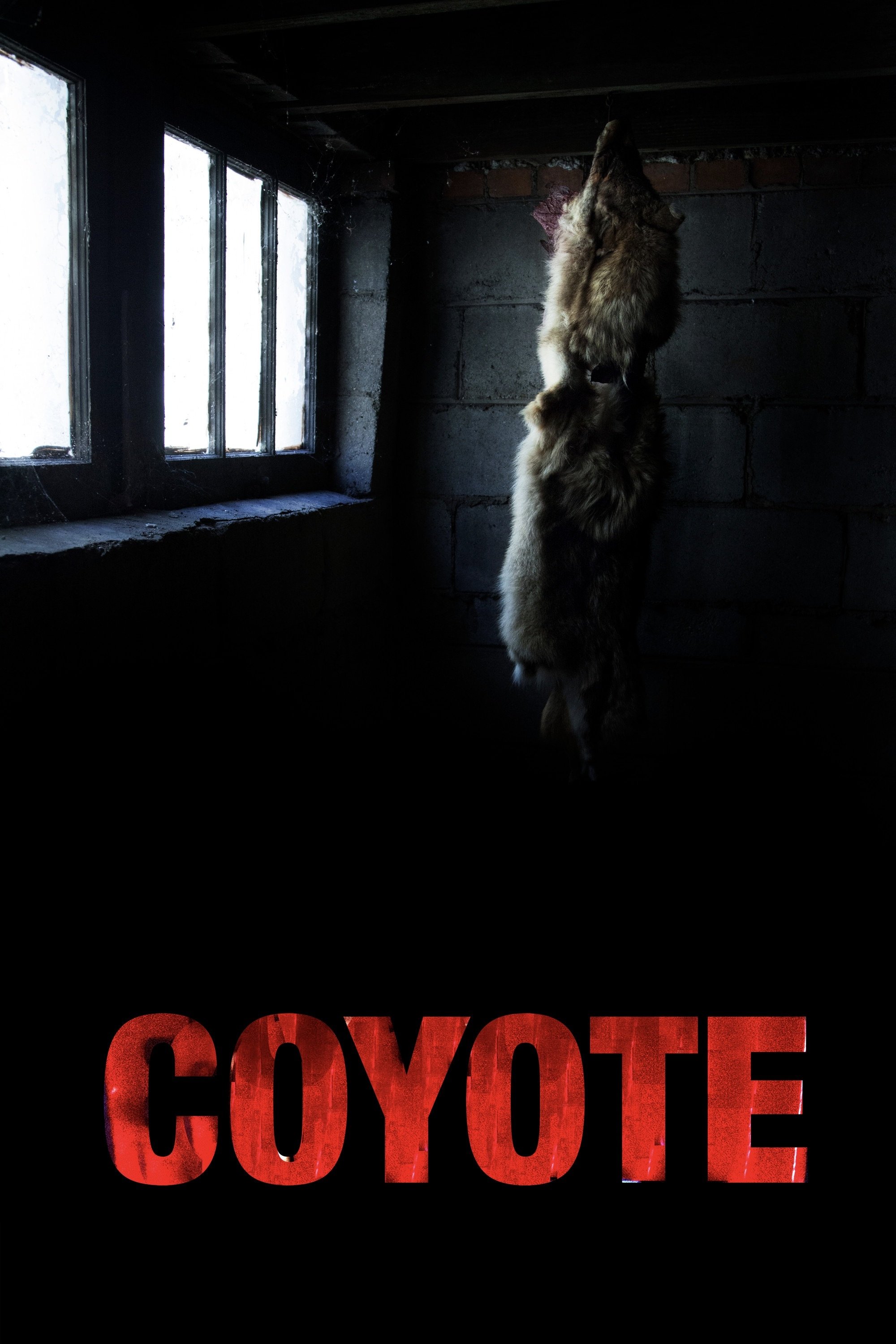 Coyote photo