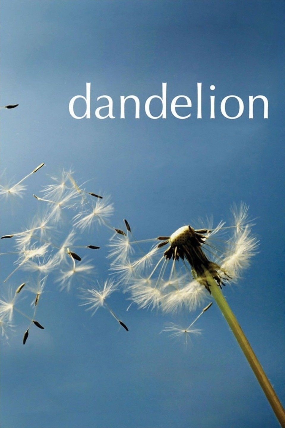 Dandelion photo