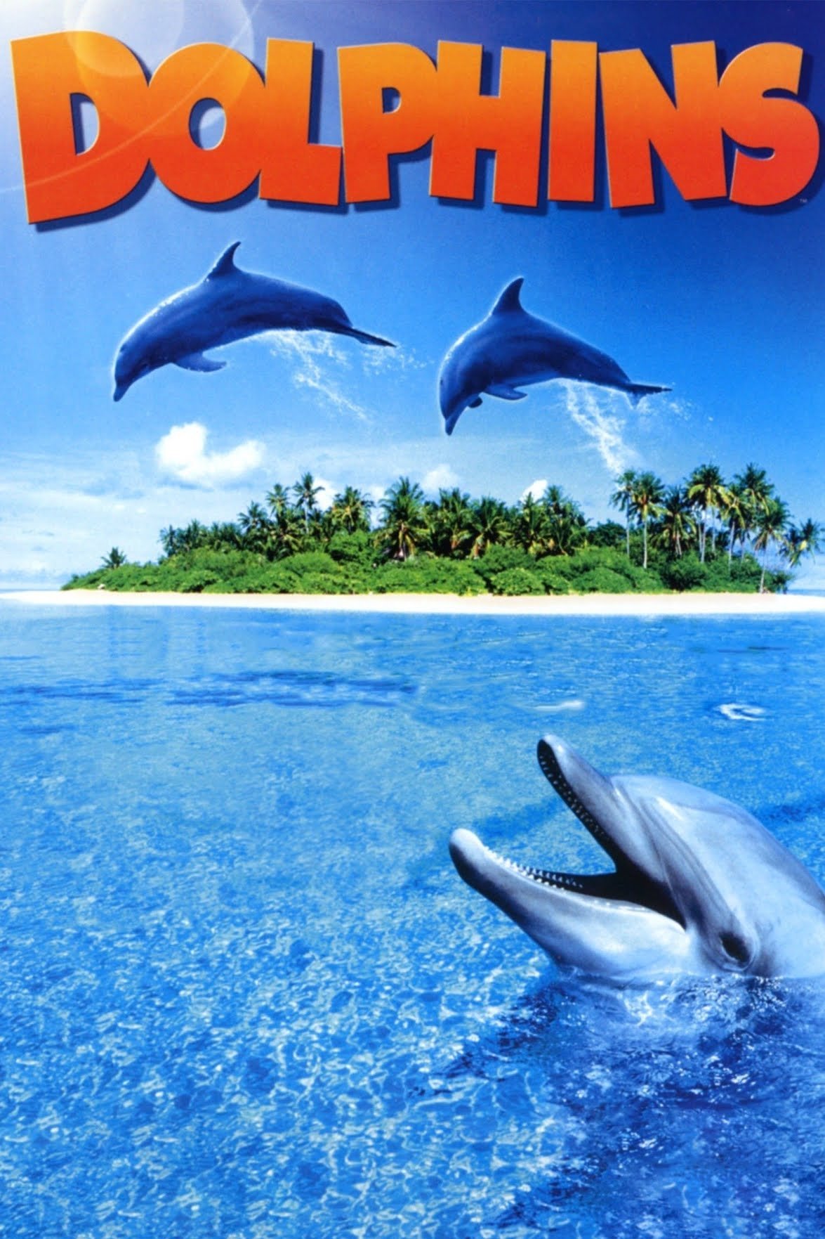 Dolphins photo