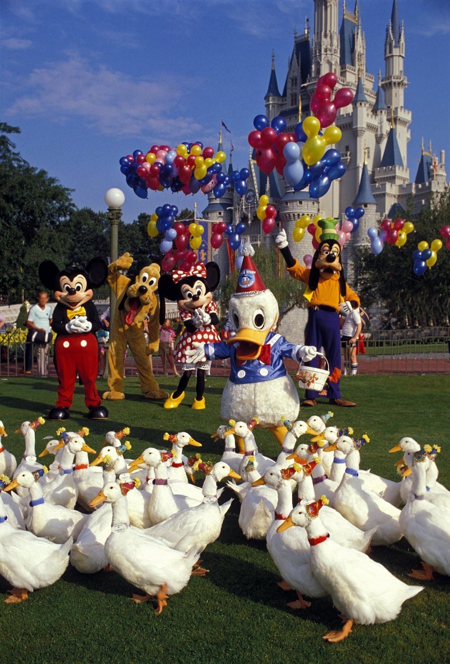 Donald Duck's 50th Birthday photo
