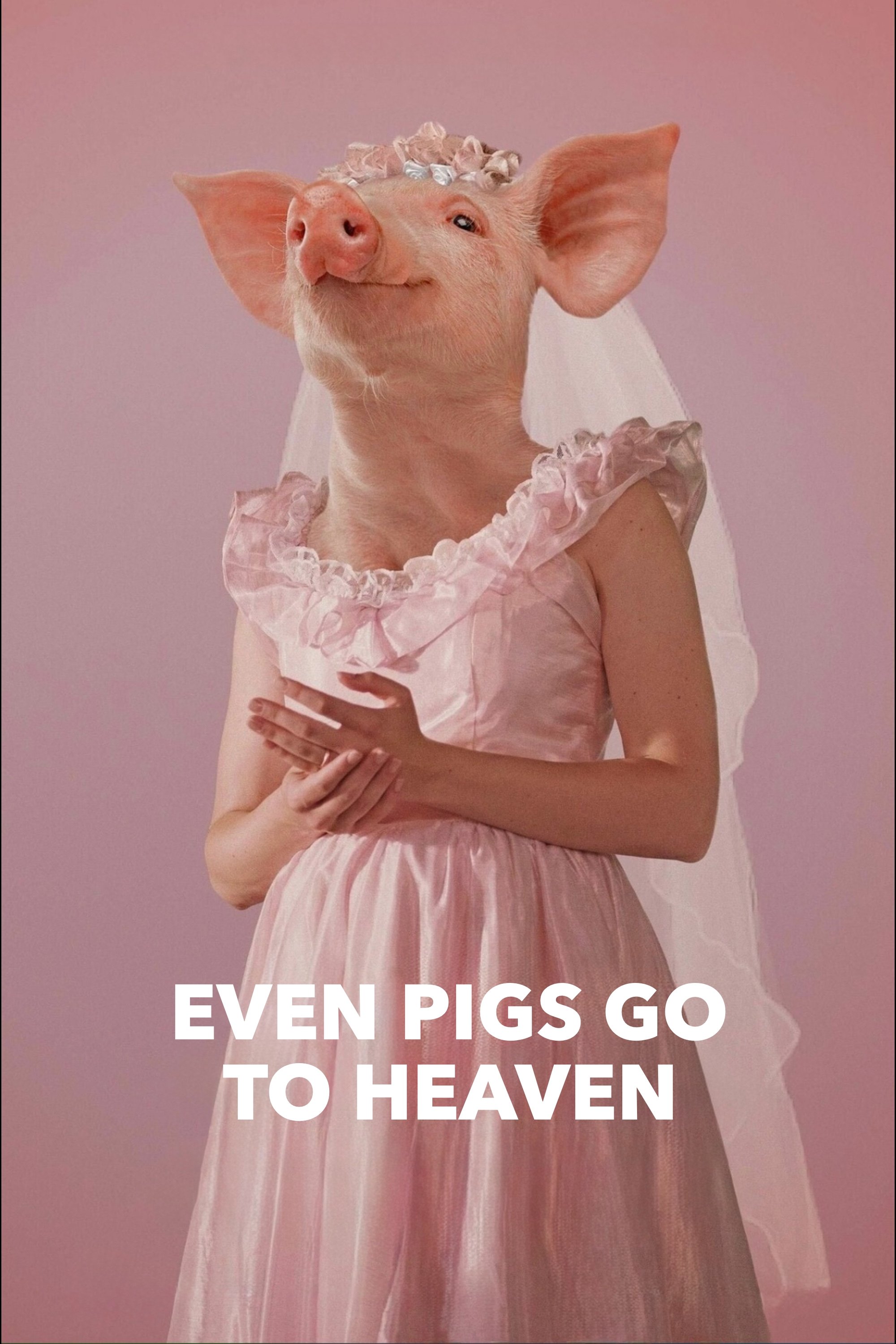 Even Pigs Go to Heaven photo