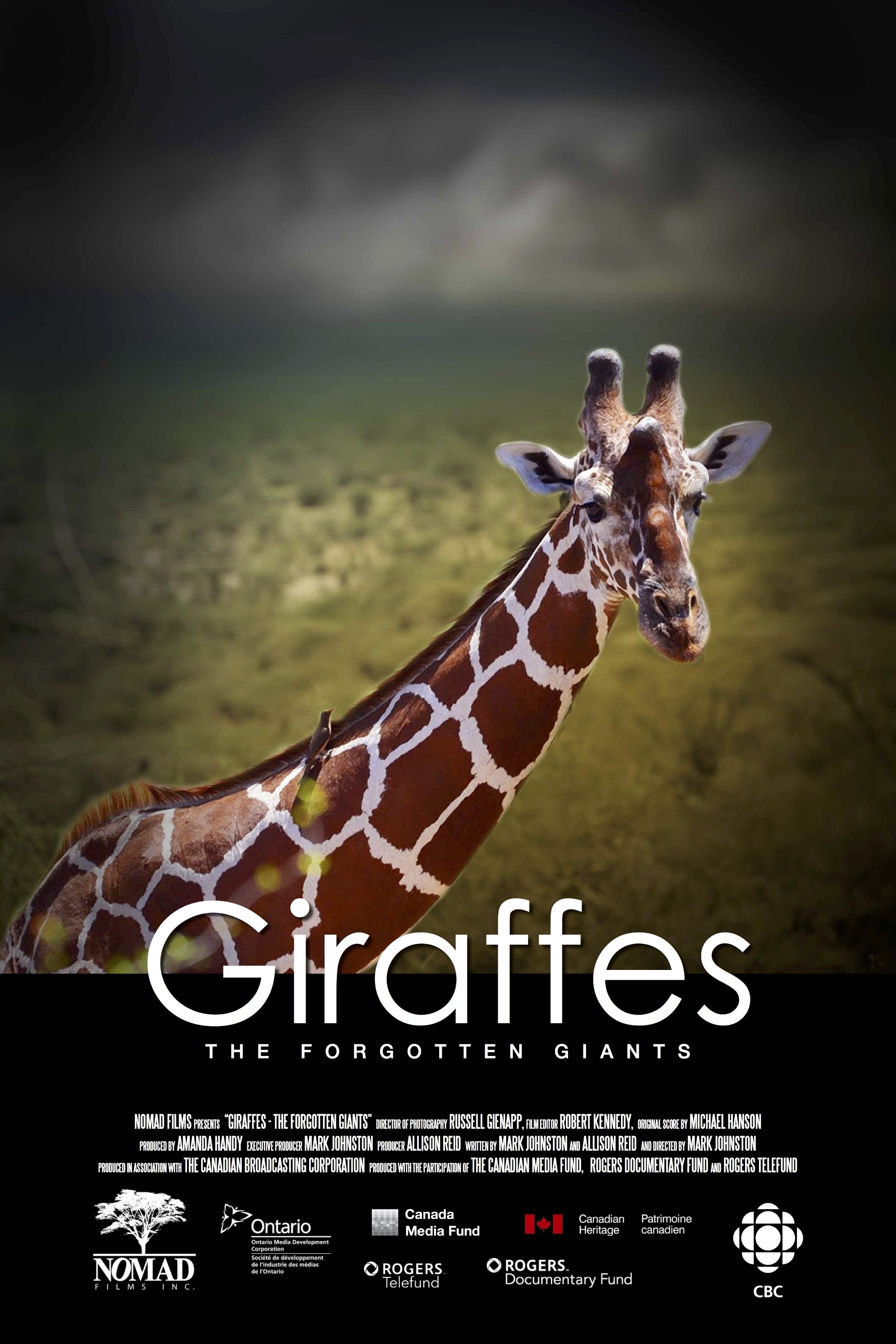 Giraffes: The Forgotten Giants photo
