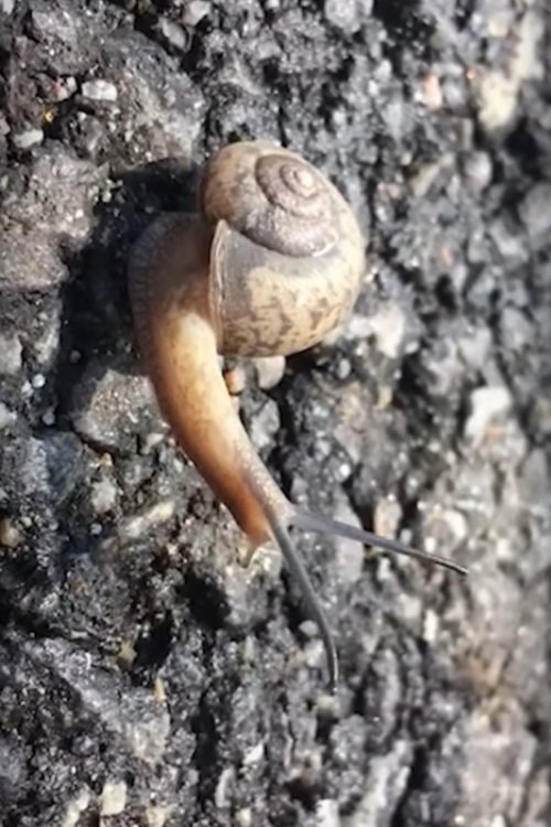 Hong Sangsoo – Winner of the Silver Bear for Best Screenplay photo