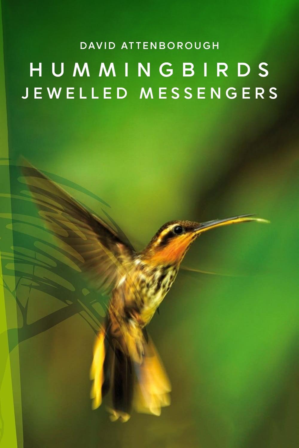 Hummingbirds: Jewelled Messengers photo