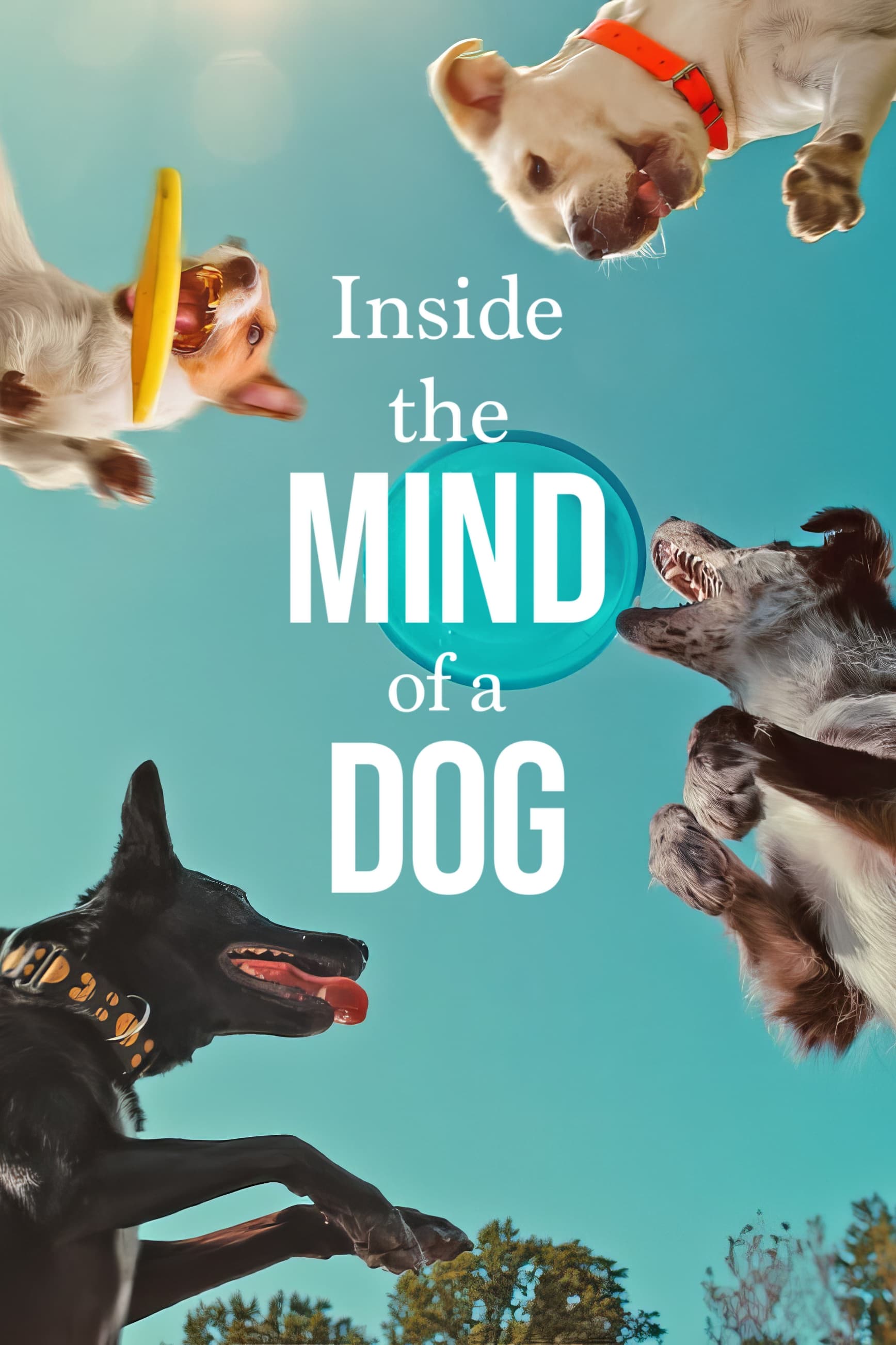 Inside the Mind of a Dog photo