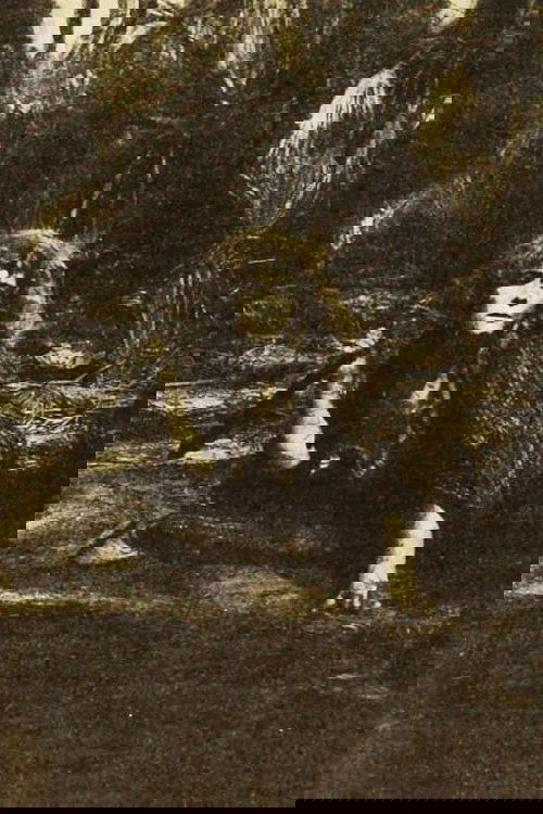 Lost in the Jungle photo