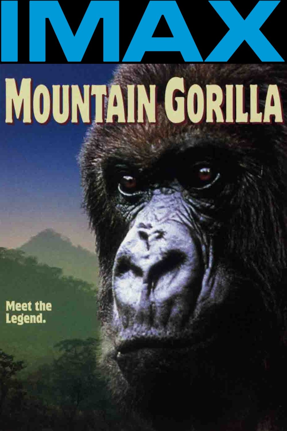 Mountain Gorilla photo
