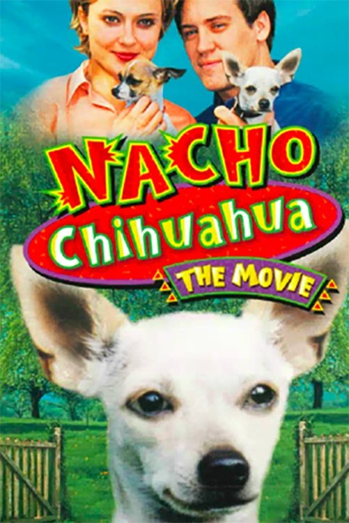 Nacho Chihuahua photo