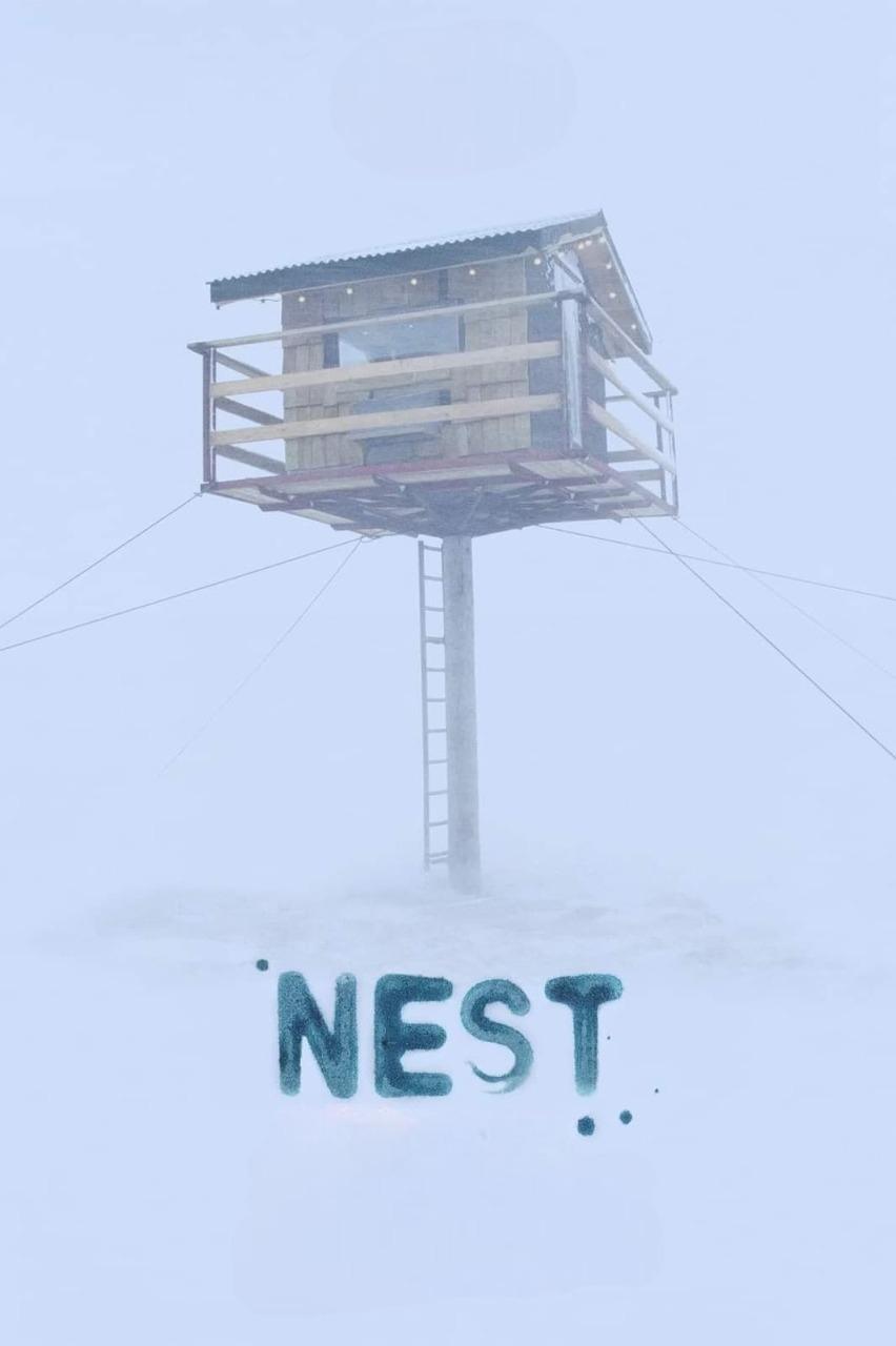 Nest photo