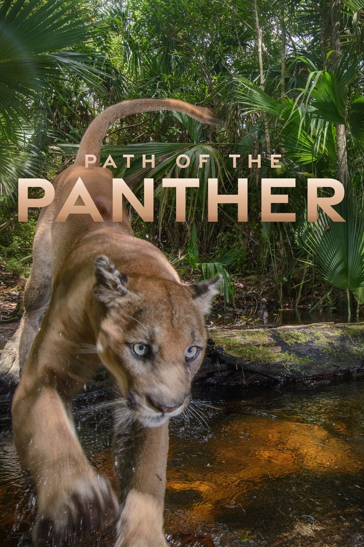 Path of the Panther photo