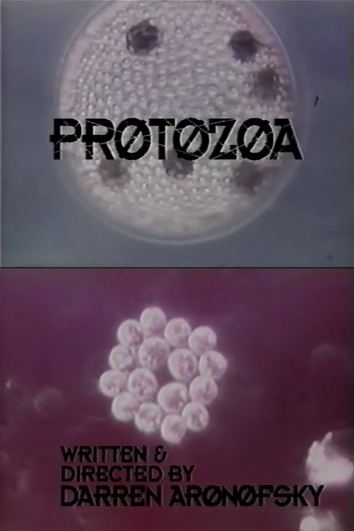 Protozoa photo