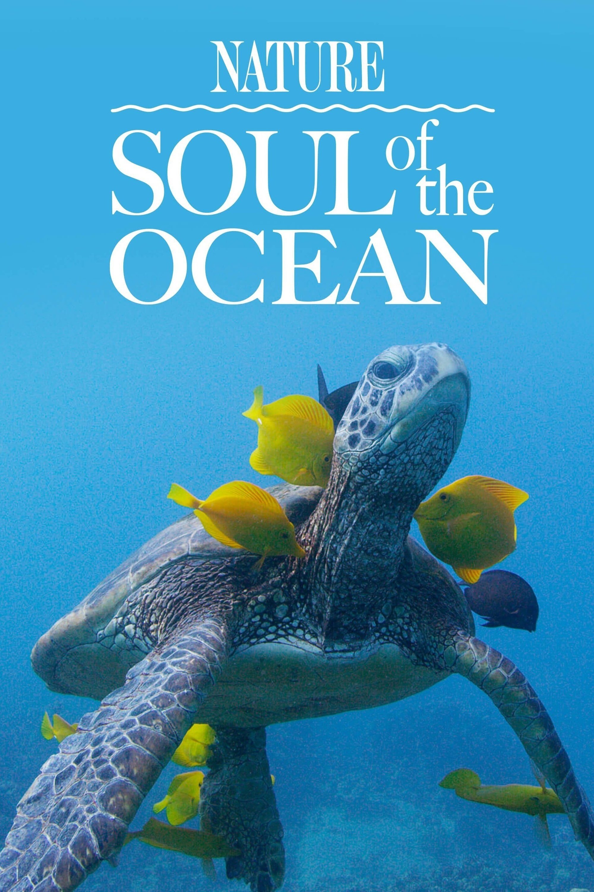 Soul of the Ocean photo