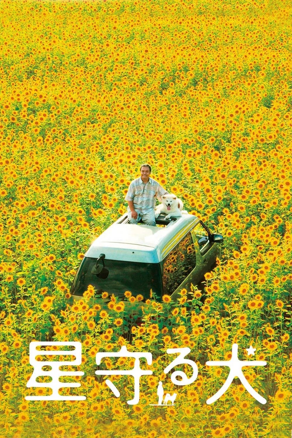 Star Watching Dog photo