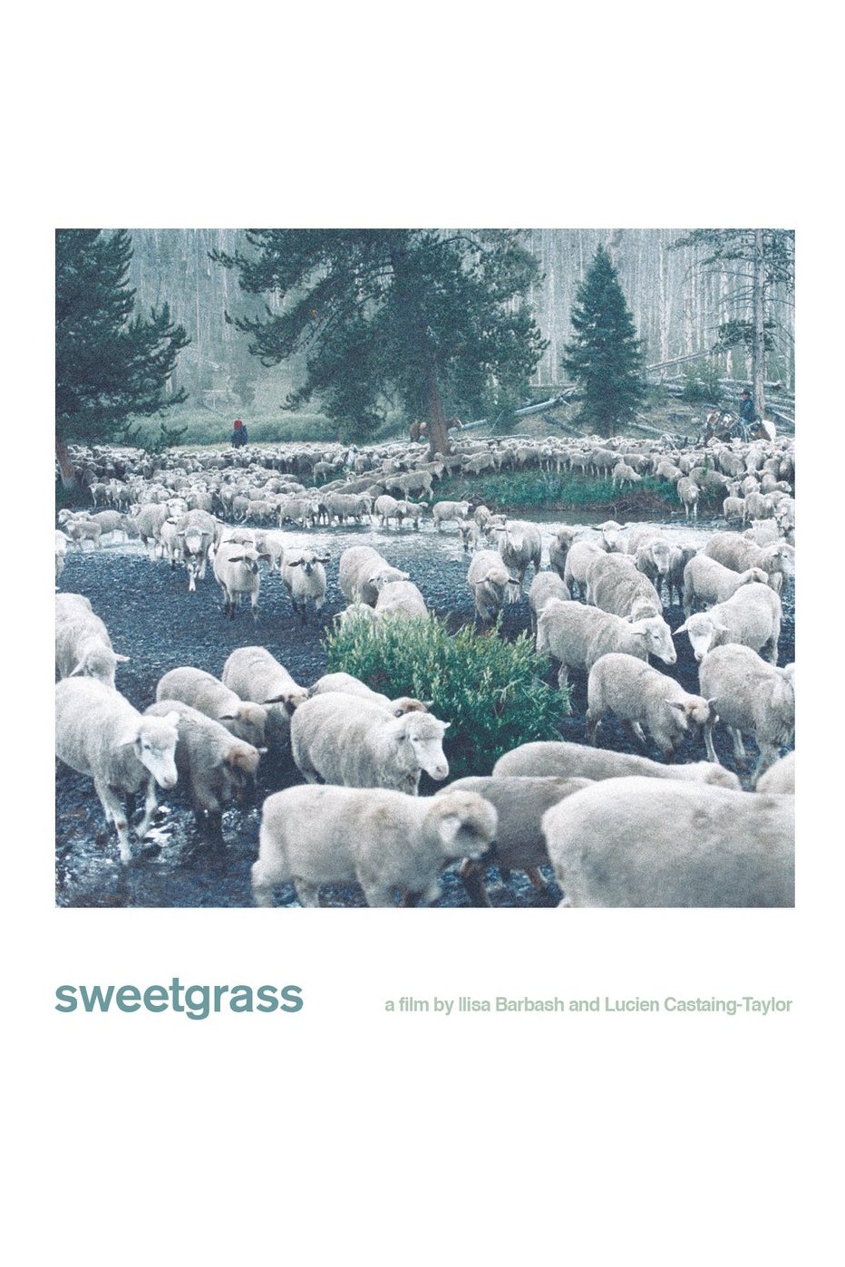 Sweetgrass photo