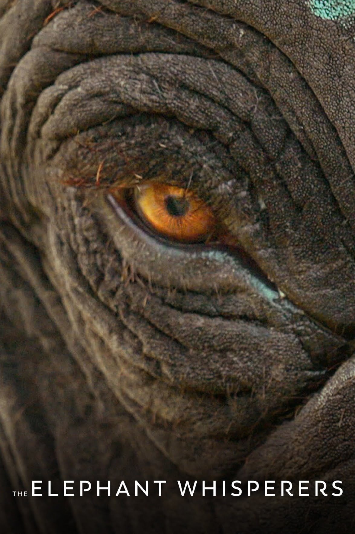 The Elephant Whisperers photo