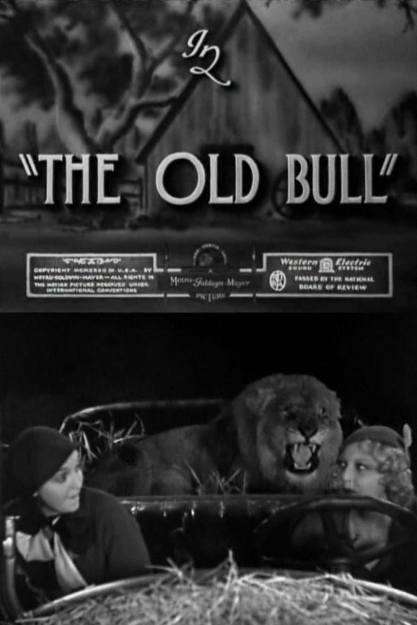 The Old Bull photo
