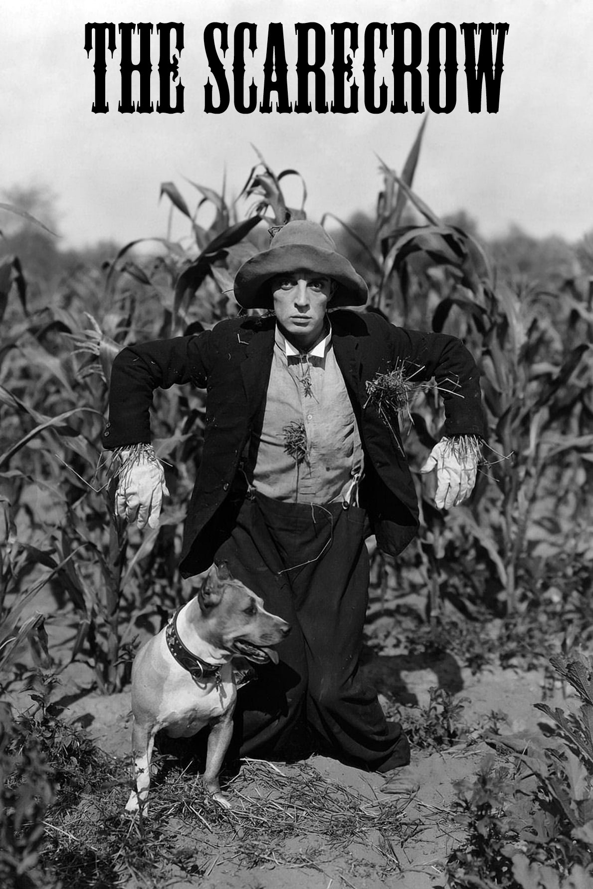 The Scarecrow photo