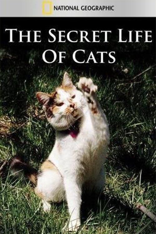 The Secret Life of Cats photo