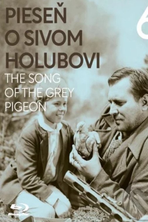 The Song of the Grey Pigeon photo