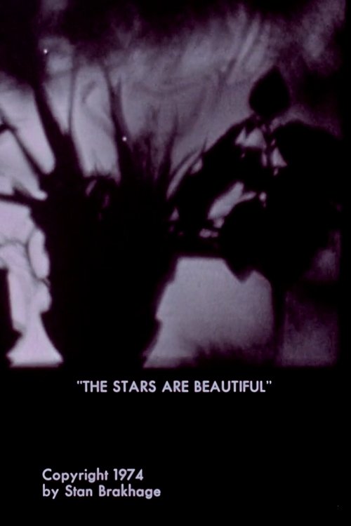 The Stars Are Beautiful photo