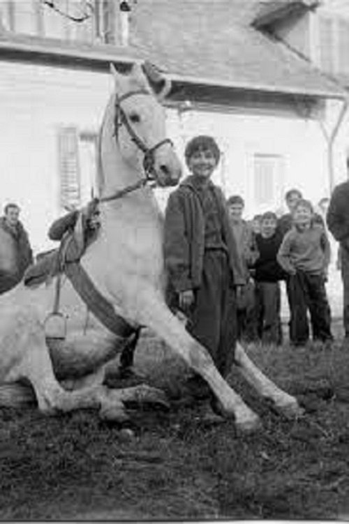 The Time of Horses photo