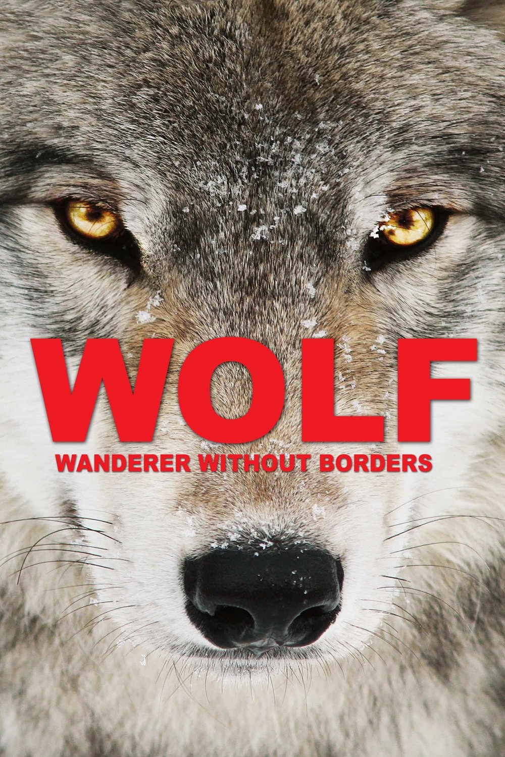 Wolf: Wanderer Without Borders photo