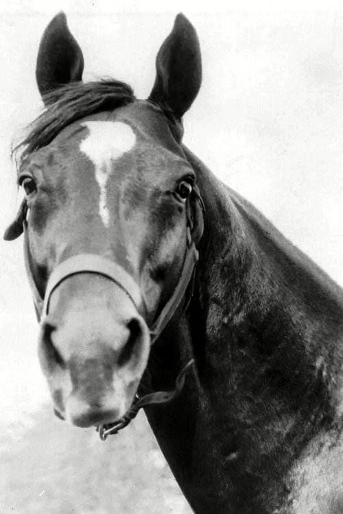 Man o' War photo
