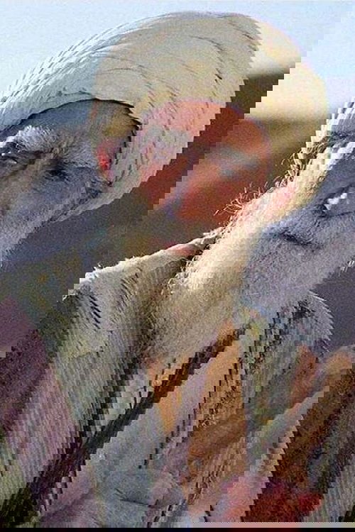 Parviz Shahinkhou photo