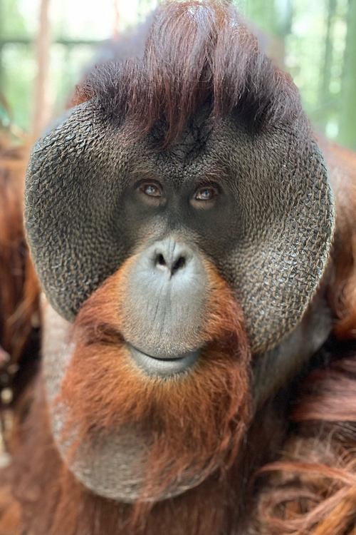 Sam the Orangutan photo