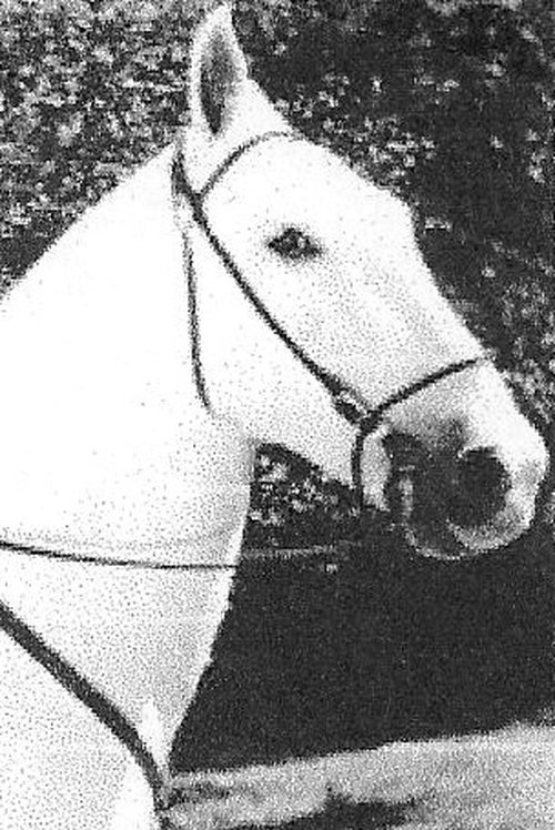 Silver King the Horse photo