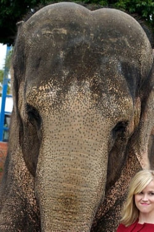 Tai the Elephant photo