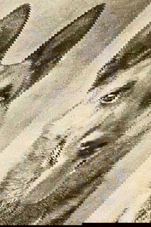 Thunder the Dog photo